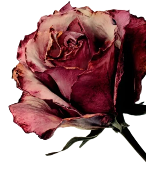 Flor Empezá Terapia