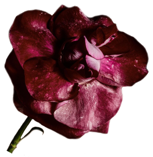 flor 1