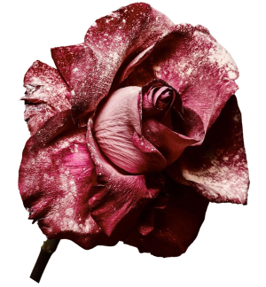 flor 2